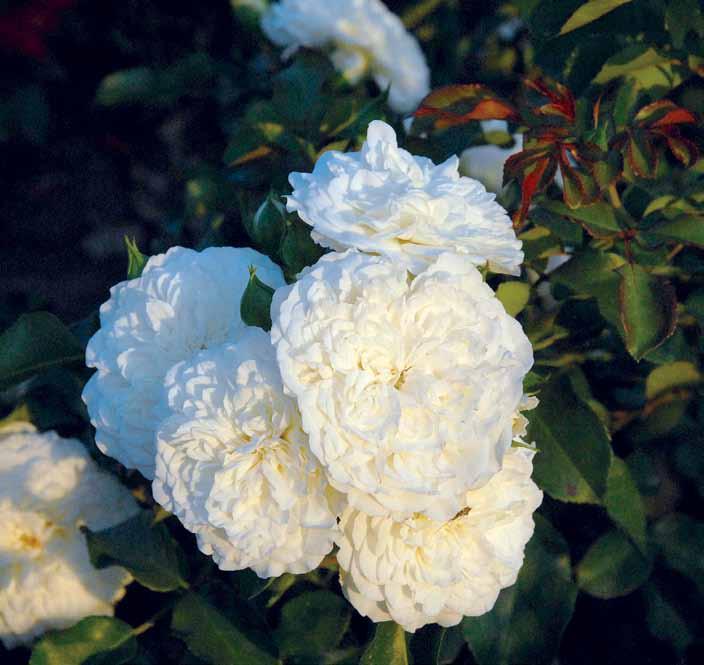 Vajt Mejdilend White Meidiland Krupni kovrdžavi cvetovi A 6-7cm, čisto-bele boje.