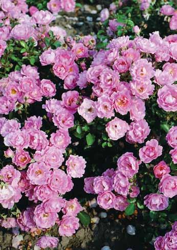 Zomervind Sommerwind Ruža idealna za kombinaciju sa ukrasnim šibljem i višim ružama (grmolikom čajevkom).