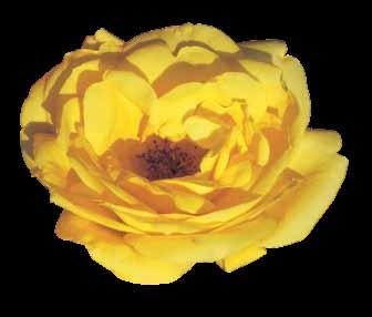 Grmolike Grmolike (Shrub rose) - Grupa ukrasnih trajnocvetajućih ruža koje su bujnog porasta, a nisu toliko visoke kao penjačice. Više su žbunovitog oblika.