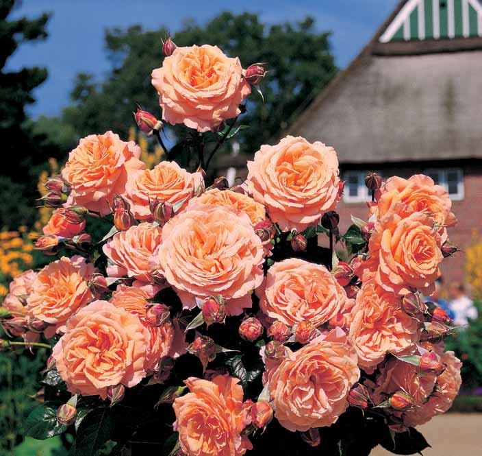 Belvedere Belvedere pravom smislu grmolika ruža sa posebno velikim mirisnim i jako