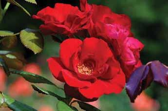 Cvetovi skupljeni u velike grozdove, lišće krupno, jako zdravo. ADR-roze. (W. Kordes 1983).