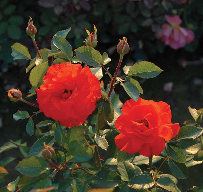 Kordes Briljant Kordes Brillant Veoma ispunjeni cvetovi nalaze se skupljeni u manje ili veće grozdove. Boja cveta vatreno-oranžasta.