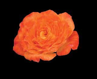 Patuljaste Patuljaste (Mini) - Grupa najmanjih ruža.