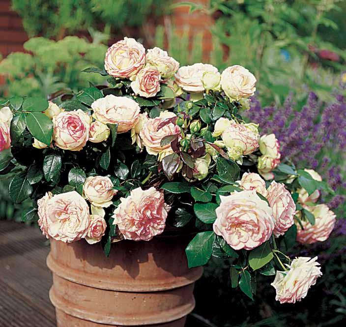 Bidermajer Kordes Brillant Posebno uzbudljiva i izazovna sorta u segmentu mini ruža.