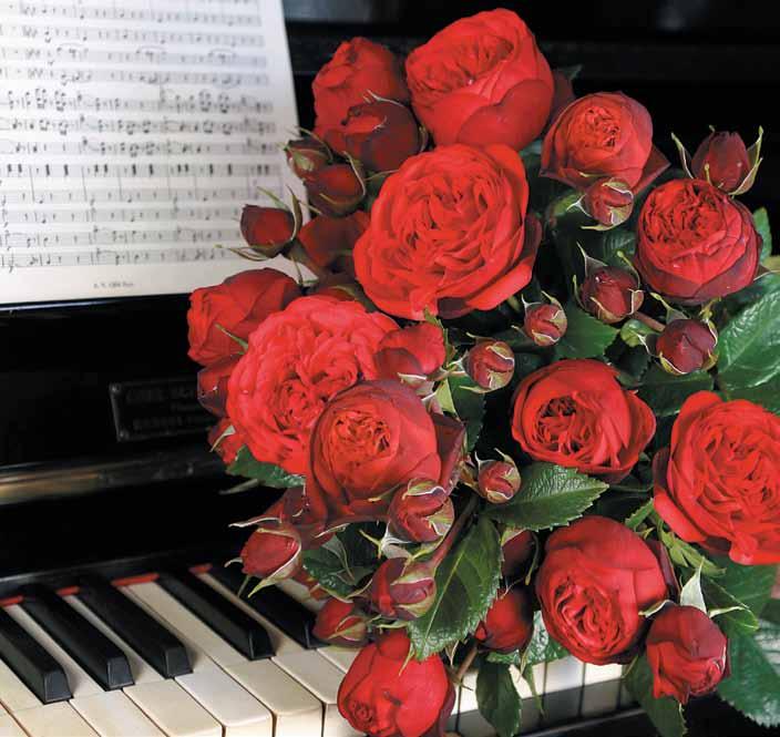 Piano Piano Još jedan dragulj među nostalgičnim ružama - NOVITET 2007. godine.
