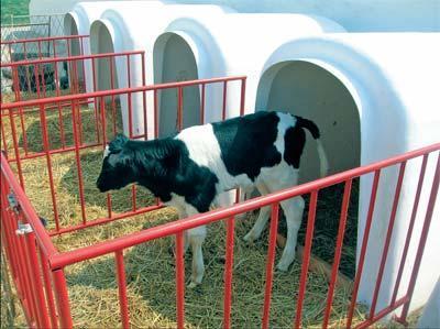 liječenja. Slika 9. Pojedinačno držanje teladi (izvori: http://dairycalfcare.blogspot.com i http://www.agroplod.rs) 2. 5. 3. 2. Metritis Metritis je najčešća bolest reprodukcijskog sustava mliječnih krava.