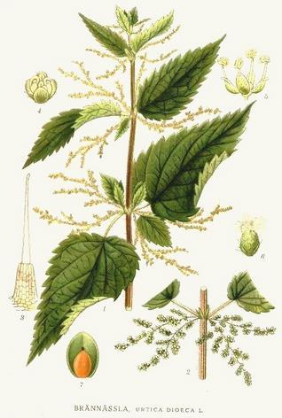 2. TEORIJSKI DIO 2.1. KOPRIVA (Urtica dioica L.) Kopriva (Urtica dioica L.