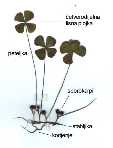 Marsileaceae ( j
