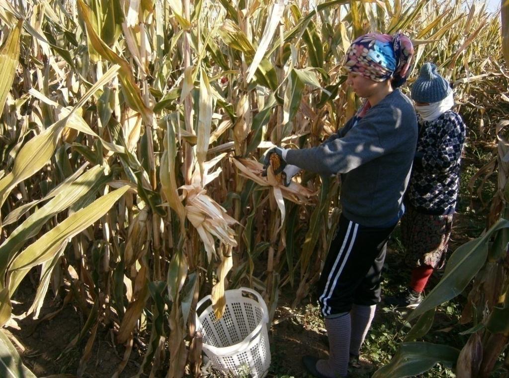 Materijal i metode rada Berba se obavljala ruĉno i u Hrvatskoj i u Turskoj. Berba u Hrvatskoj je obavljena u drugoj dekadi mjeseca listopada, u obje godine, na obje lokacije.