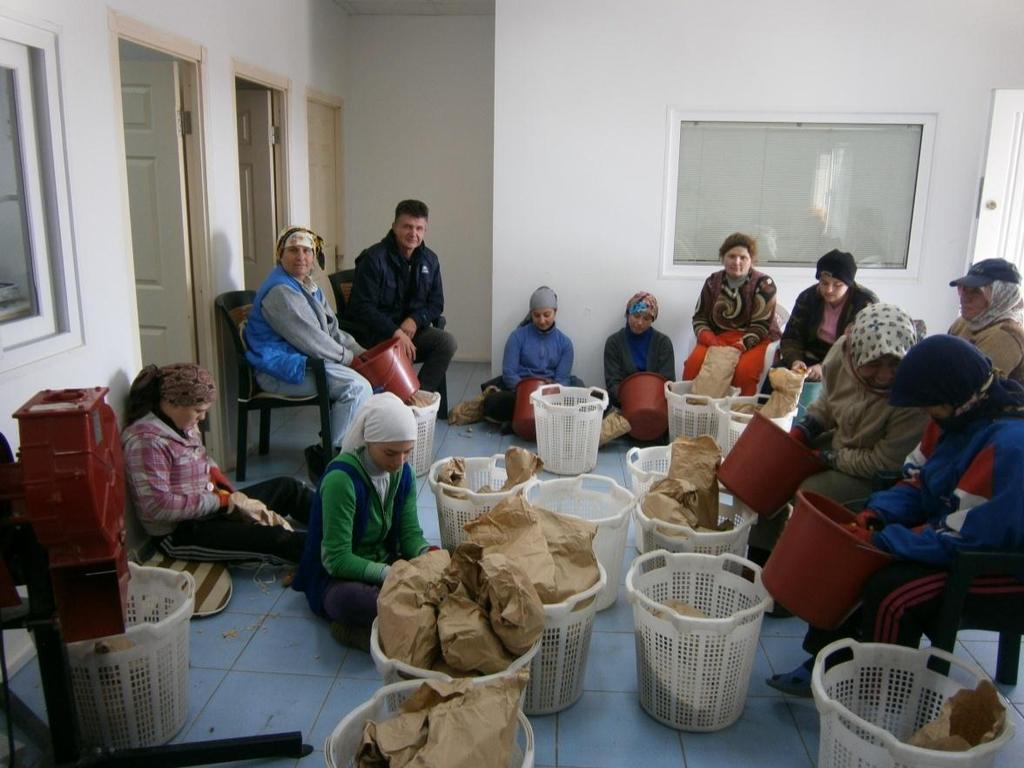 Materijal i metode rada Slika 10. Ruĉno krunjenje uzoraka klipova, druga berba, Altinova, studeni 2011. godine.