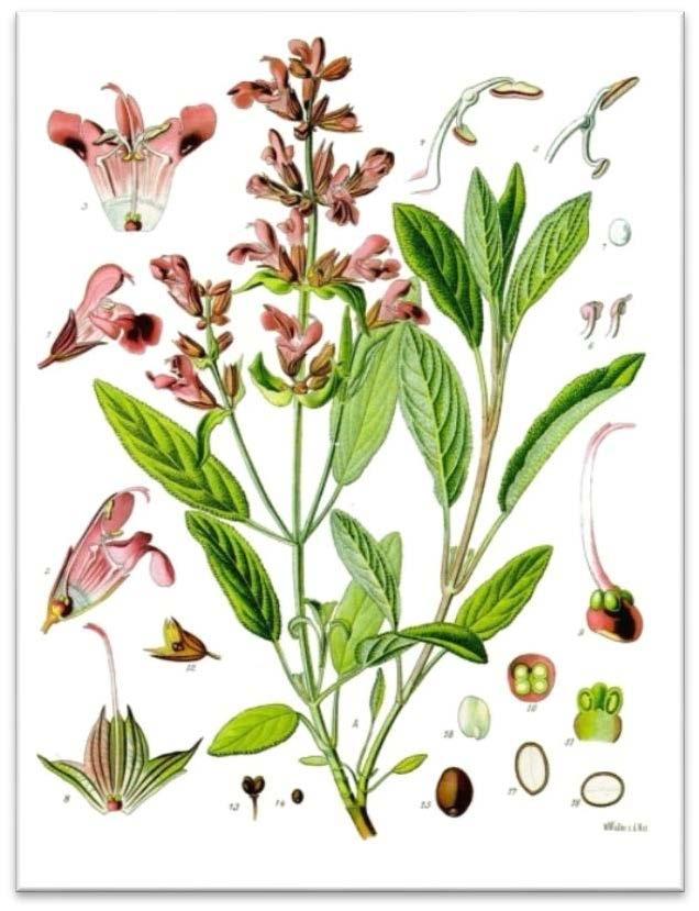 4. REZULTATI 4.1. Salvia officinalis (žalfija, kadulja) 4.1.1. Opšte karakteristike i ekologija vrste Salvia officinalis L. Slika 1. S. officinalis Slika 2. S. officinalis Opis vrste: Polužbun.