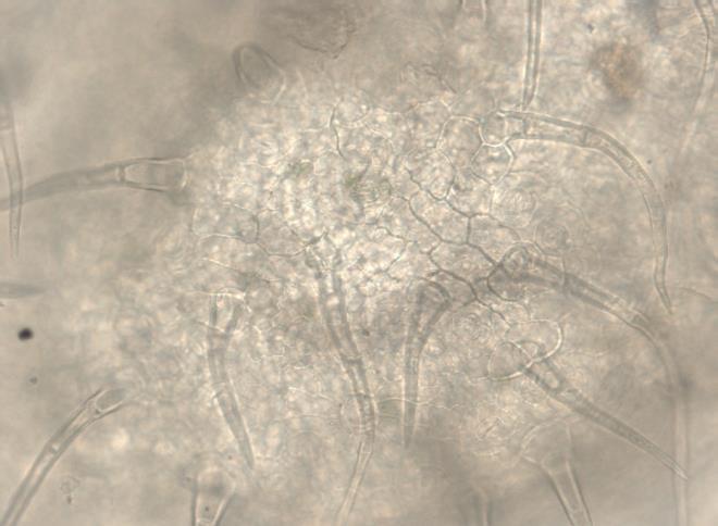 Slika 5. Antiklinalni zidovi ćelija epidermisa lica lista S. officinalis, Sićevačka klisura (x 40) Slika 6.