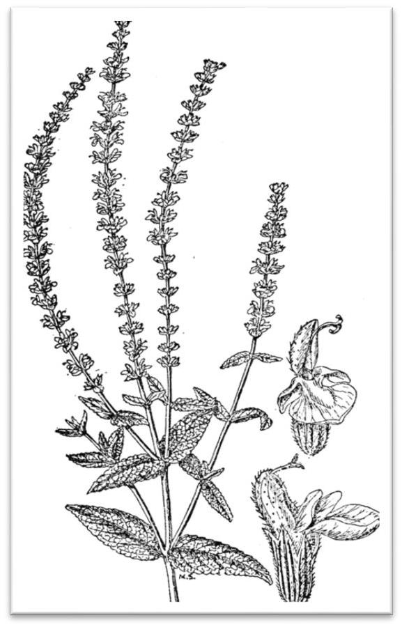 4.2. Salvia nemorosa L. (livadska žalfija) 4.2.1. Opšte karakteristike i ekologija vrste Salvia nemorosa L Slika 15. S. nemorosa Slika 16. S. nemorosa Opis vrste: Višegodišnja biljka.