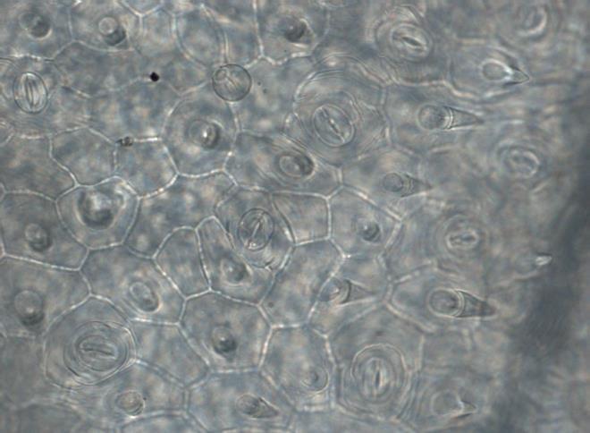 Slika 17. Ravni antiklinalni zidovi ćelija epidermisa lica lista S. nemorosa, Vidlič Gulenovci, (x 40) Slika 18.