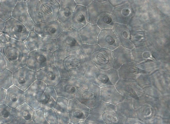 epidermalnu ćeliju. Kod S. nemorosa peltatne dlake se sastoje od 4-8 sekretornih ćelija raspoređenih u jednom krugu.