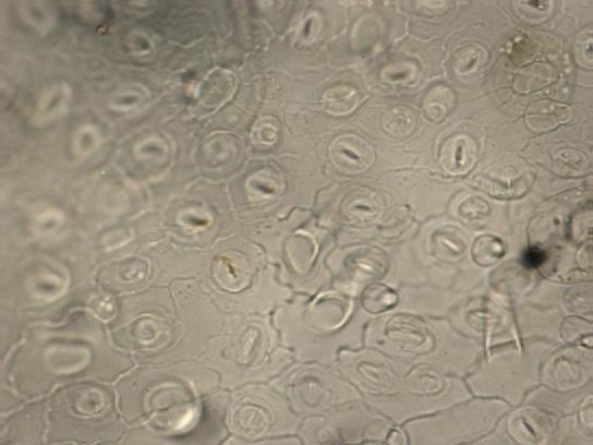 Peltatne dlake se sastoje od bazalne ćelije, kratke ćelije drške i široke glave od mnogo sekretornih ćelija rasporedjenih u jednom ili dva