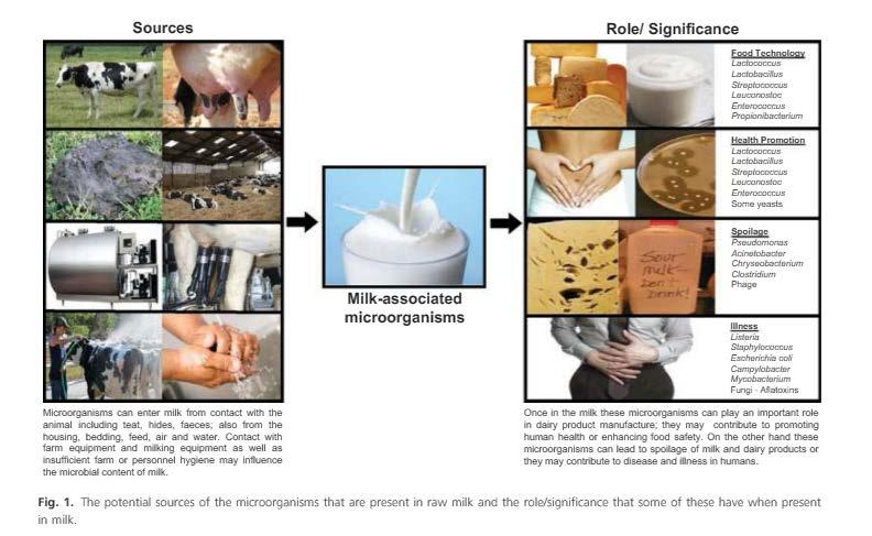 Potencijalni izvori kontaminacije sirovog mleka/uloga-značaj MO prisutnih u sirovom mleku
