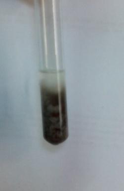 3.3.4. Reakcija sa Nylander-ovim reagensom Pribor: epruveta, vodeno kupatilo.