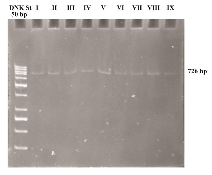Ispitivanje genskog polimorfizma za Myd88 L265P Rezultati istraživanja U ispitivanju genskog polimorfizma za Myd88 L265P za ispitivanu grupu dobijeni su sledeći rezultati: analizom duţine