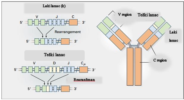 Uvod stvarajući prekide na DNK. 116,177 Translokacije koje zahvataju imunoglobulinske lokuse u DLBCL 178 prikazane su u tabeli 7. Slika 5. V (D) J rekombinacija u B ćelijskom razvoju.