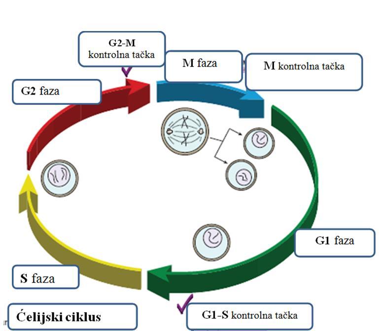 Uvod Slika 7: Faze normalnog ćelijskog ciklusa* *Wong E.V. Cells: Molecules et Mechanisms. Chapter 15, Cell Cycle: 230-252.