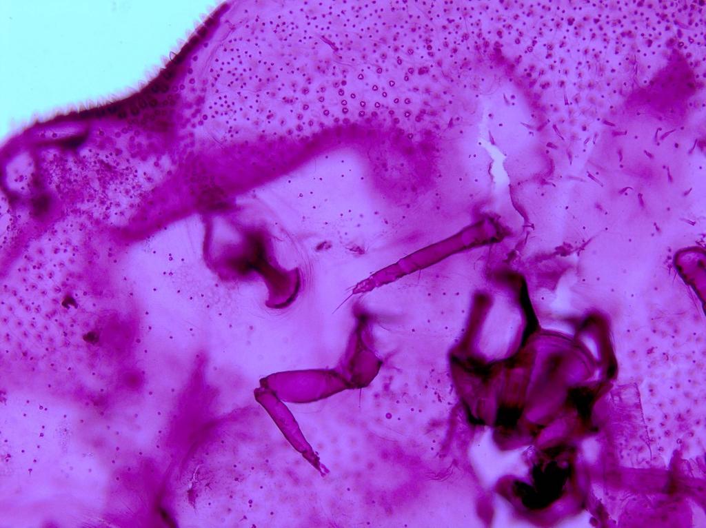 Slika 2. Mikroskopski preparat C. ceriferus dio glave (foto: Masten Milek, T.) Fig. 2 Microscopic slide of C. ceriferus part of the head (photo: Masten Milek, T.