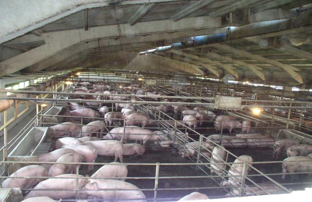 Произвођач свиња: Моје свиње су