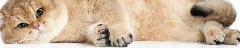 FRESH CAT ostvaruje sledeće funkcije: FRESH CAT higijenski posip za mačke je granulisani bentonit visokog kvaliteta sa