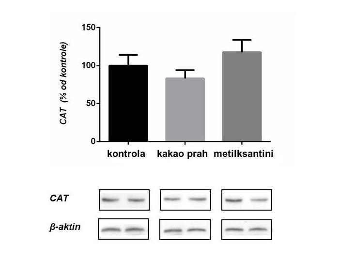 J m g -1 p ro te in a Slika 61. Nivo proteina katalaze normalizovan u odnosu na aktin u homogenatu jetre miševa 4.8.7.