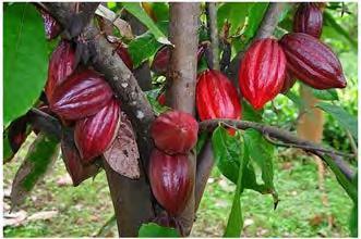 na vrhu. U pulpi ploda, dužine oko 20 cm, nalazi se do 50 semena (Kovacevic, 2004). Drvo kakaovca počinje da cveta treće godine od zasada, a da daje plod nakon pet godina.