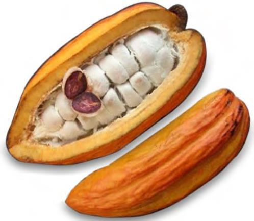 prelaze u karakterističnu braon boju i počinju da ispuštaju karakterističan miris. Nakon fermentacije kakao zrna se izlažu sušenju na suncu ili u specijalnim pećima na drva.