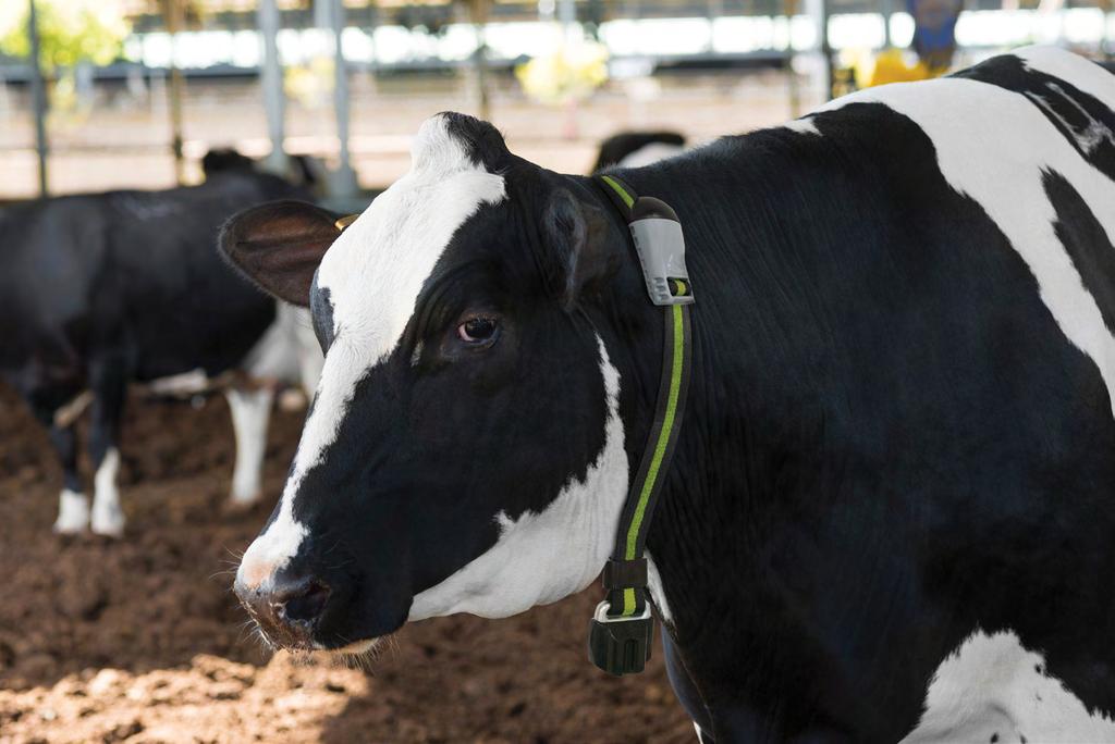 Uvećajte svoje sposobnosti upravljanja farmom mlečnih krava koristeći SCR Heatime Pro System!