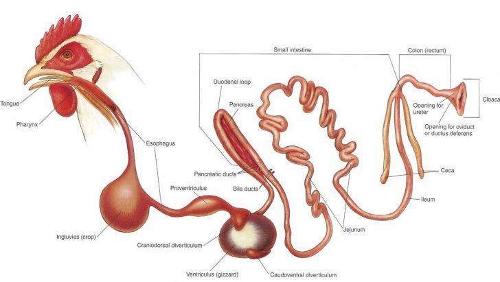 Слика 11. Дигестивни систем живине (www.poultry.