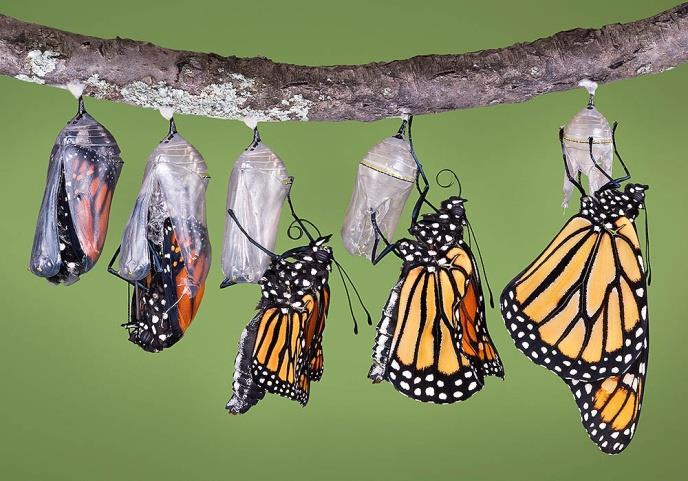 Za leptire je karakteristična potpuna preobrazba (holometabolija) pa između