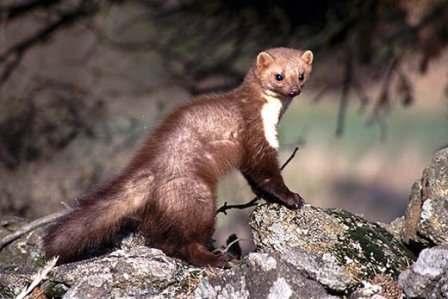 - европски дивљи зец (пољски зец); Rodentia: Sciurus vulgaris L. - европска веверица; Clethrionomys glareolus S c h r e b. - шумска, риђа волухарица: Arvicola terrestris L.