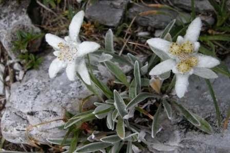 27 alpinum) - (1.600-1.700 m н.в.). Локалитет обухвата Г.Ј. Гобељска река и то оделења: 30, 31, 32, 33 и 34.