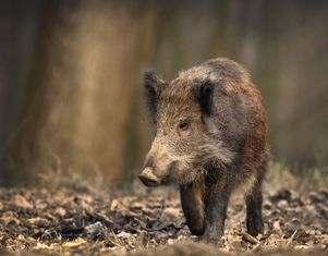 74 Узгој аутохтоне ловне дивљачи на локацијама предвиђеним Ловном основом;