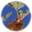 Pythium spp, Plamenjača - Pseudoperonospora spp Siva plijesan - Botrytis spp, bijela trulež - Sclerotinia spp Pepelnice: