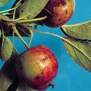 plantaginea Krastavost jabuke - Venturia ineaqualis Zelena uš