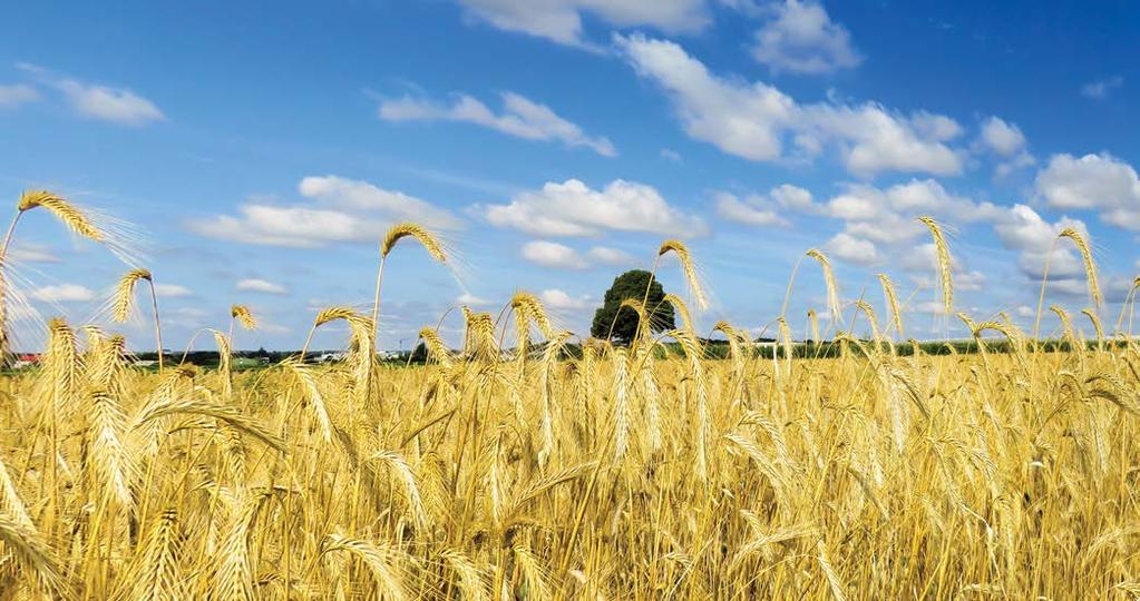 Primenjuje se u količini od 0,4 do 0,6 l/ha, do faze drugog kolenca, a osim registracije u pšenici i ječmu, registrovan je i u kukuruzu. Što se tiče plodoreda, nema nikakvih ograničenja.