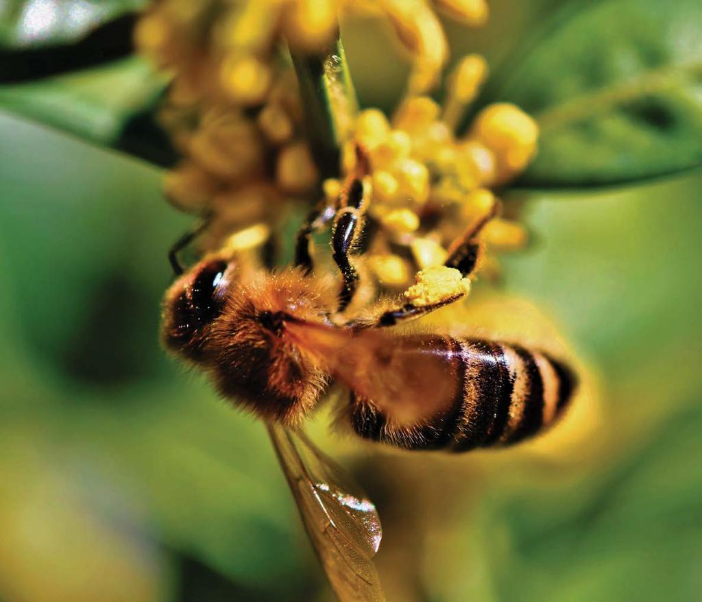 40 Pčelarenje Priredio: Dragan Đorđević, dipl. inž. poljoprivrede Francuska uvodi zabranu pet pesticida koji škode pčelama Izvor: Energetski portal, februar 2019.