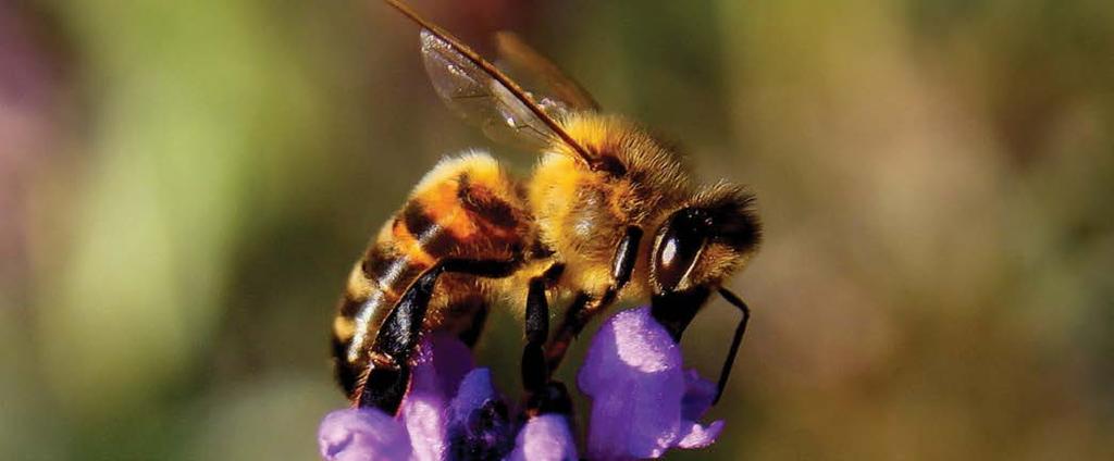 Pokrenuta kampanja za očuvanje pčela u Srbiji 41 Izvor: ekapija, mart 2019.