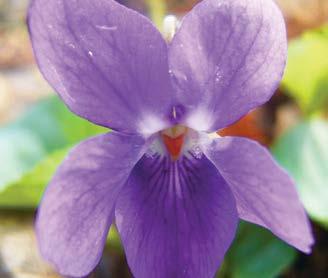 , priprada familiji Violaceae i obuhvata oko 500 vrsta od kojih se mnoge uzgajaju kao ukrasne. Potiče iz Evrope, ali se proširila i u druge krajeve sveta.