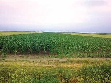 NovaFerm Agrotehnologija Kukuruz U proizvodnji kukuruza NovaFerm proizvodi pozitivno utiču na mikrobiološke procese i živi svet u oraničnom sloju zemljišta.
