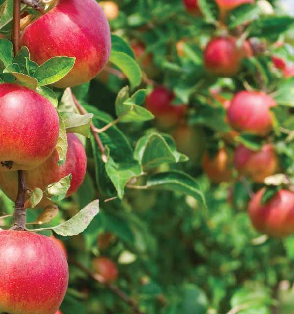 NovaFerm Agrotehnologija Jabuka Ključ visokih i stabilnih prinosa u proizvodnji voća i vinove loze je da se obezbedi dovoljno hraniva kako za postizanje visokog prinosa u ovoj
