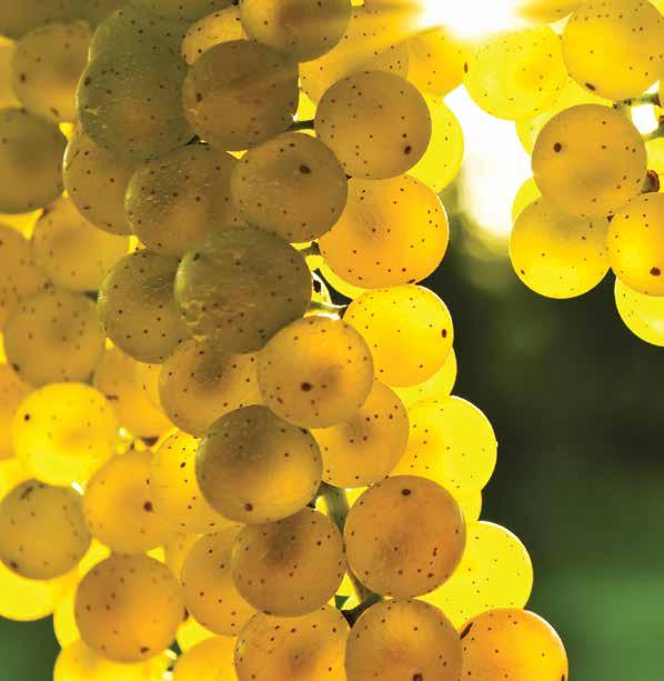 NovaFerm Agrotehnologija Vinova loza Ključ visokih i stabilnih prinosa u proizvodnji voća i vinove loze je da se obezbedi dovoljno hraniva kako za postizanje visokog prinosa u ovoj godini, tako i za