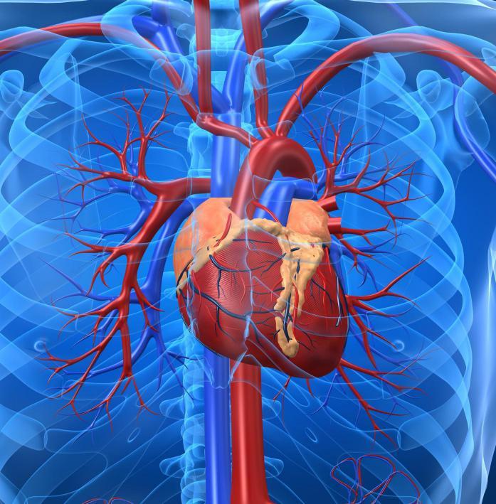 Kardiovaskularne bolesti Prevencija i