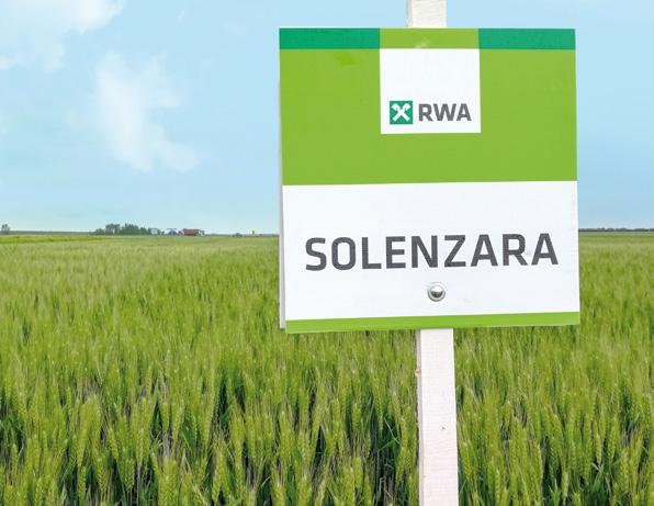 SOLENZARA Solenzara je sorta najnovije generacije namenjena za rekordne prinose. Izuzetno prilagodljiva sorta za sve regione gajenja.