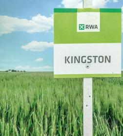 KINGSTON Kingston je sorta sa osjem pogodna za gajenje u svim proizvodnim uslovima.