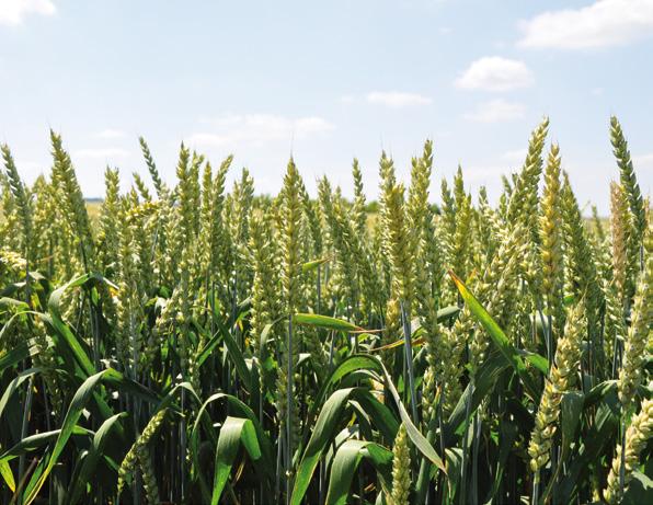 NOVO LENNOX Fakultativna ozimo jara pšenica Lennox je fakultativna pšenica koja može da se seje u jesen kao i u rano proleće.